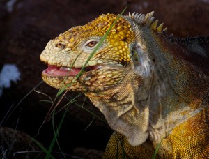 Iguane terrestre des Galapagos