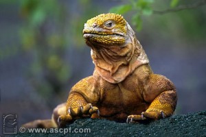 Iguane terrestre des Galapagos
