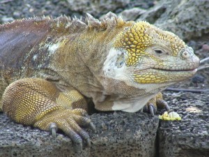 Iguane terrestre des Galapagos