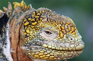 Iguane terrestre des Galapagos