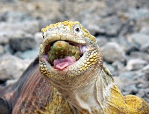 Iguane terrestre des Galapagos