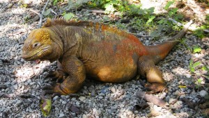 Iguane terrestre des Galapagos
