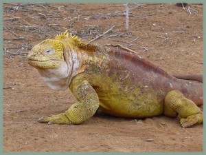 Iguane terrestre des Galapagos