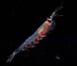 Krill pacifique
