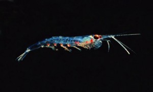 Krill pacifique