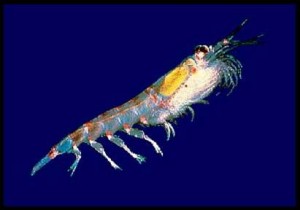 Krill pacifique