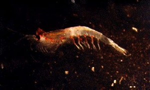 Krill pacifique
