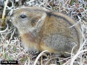 Lemming