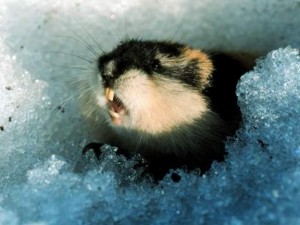 Lemming