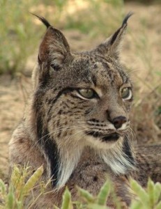 Lynx pardelle