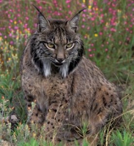 Lynx pardelle