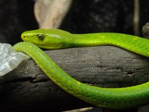 Mamba vert