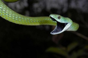 Mamba vert
