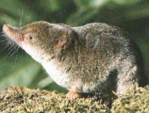 Musaraigne