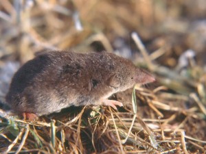 Musaraigne