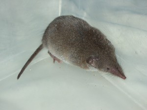Musaraigne