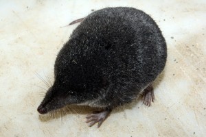 Musaraigne