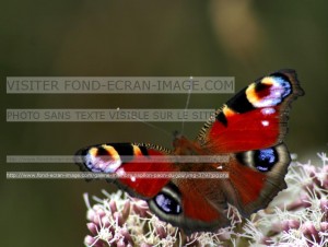 Paon du jour
