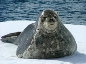 Phoque de Weddel