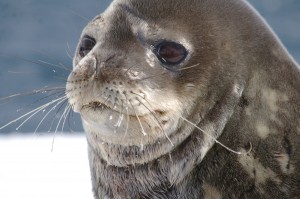 Phoque de Weddel