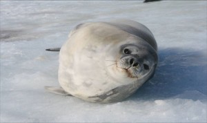 Phoque de Weddel