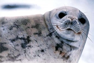 Phoque de Weddel