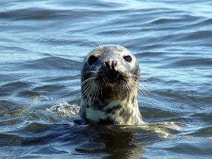 Phoque gris