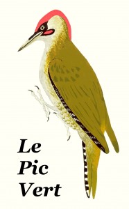 Pic vert