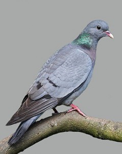 Pigeon colombin