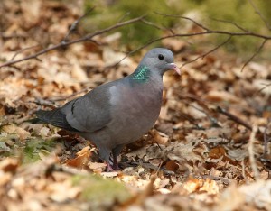 Pigeon colombin