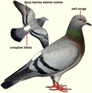 Pigeon colombin