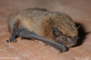 Pipistrelle