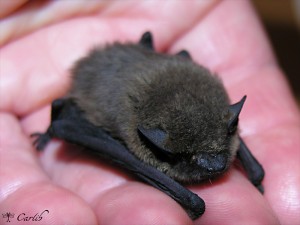 Pipistrelle