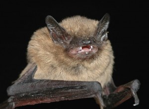Pipistrelle