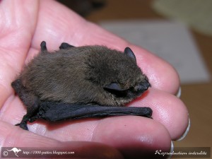 Pipistrelle