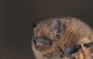 Pipistrelle