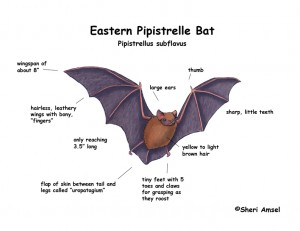 Pipistrelle