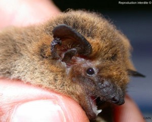 Pipistrelle