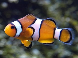 Poisson-clown
