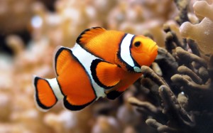 Poisson-clown