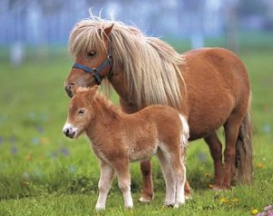 Poney