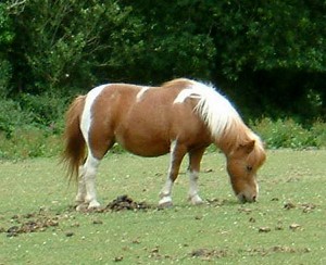 Poney