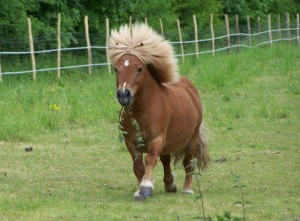 Poney