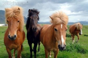 Poney