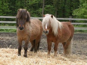Poney