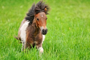 Poney