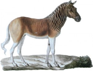 Quagga