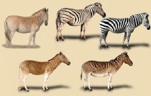 Quagga