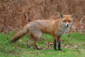 Renard