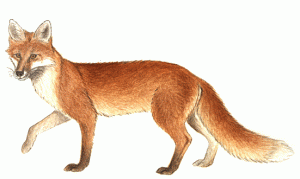 Renard
